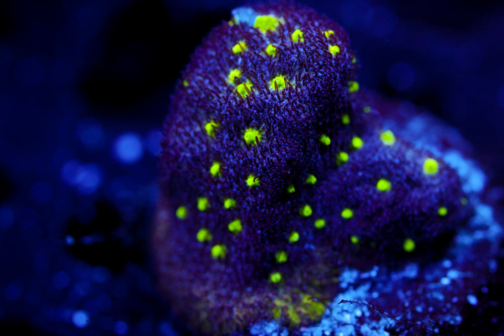 City Lights Psammocora