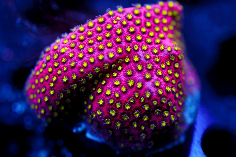 Electric Daisy Carnival Stylo