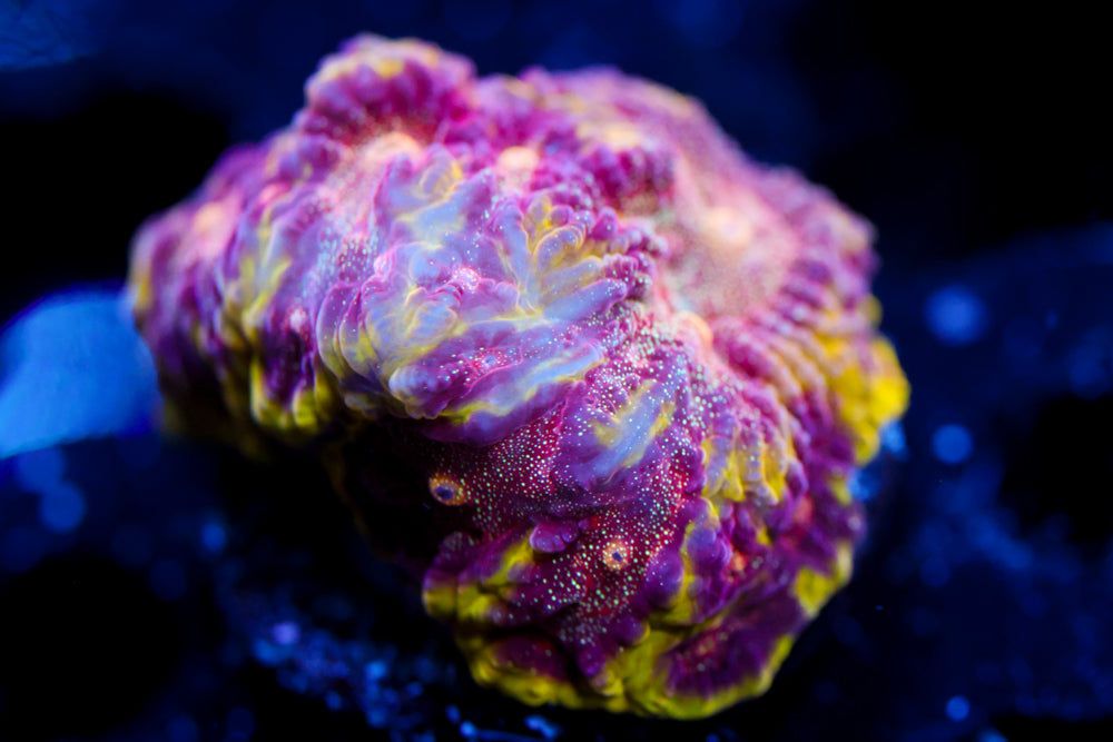 WWC Blood Diamond Favia 1