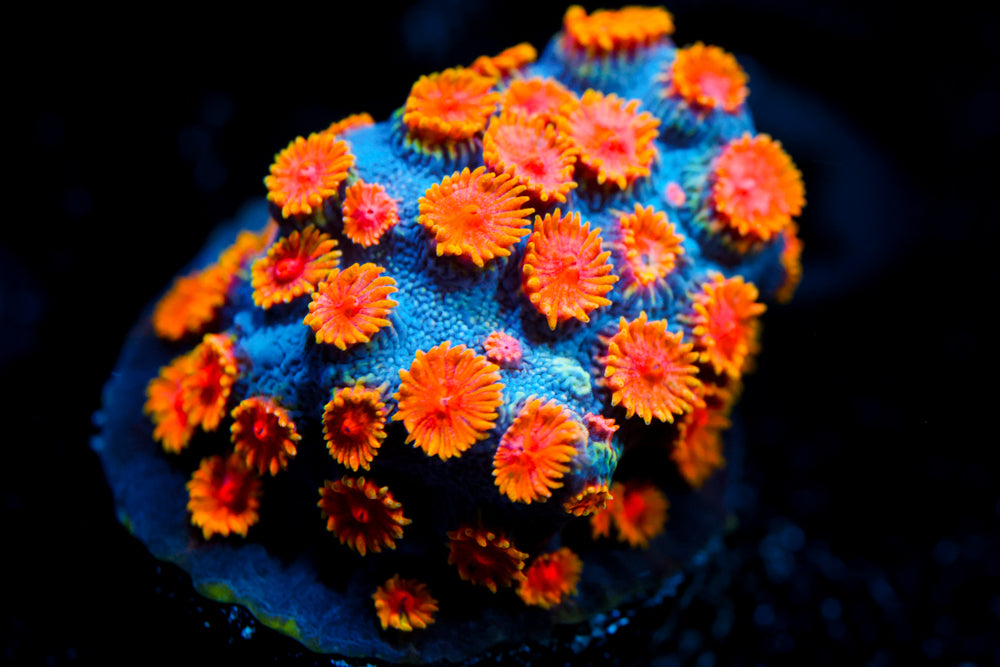 Bizarro Cyphastrea 1