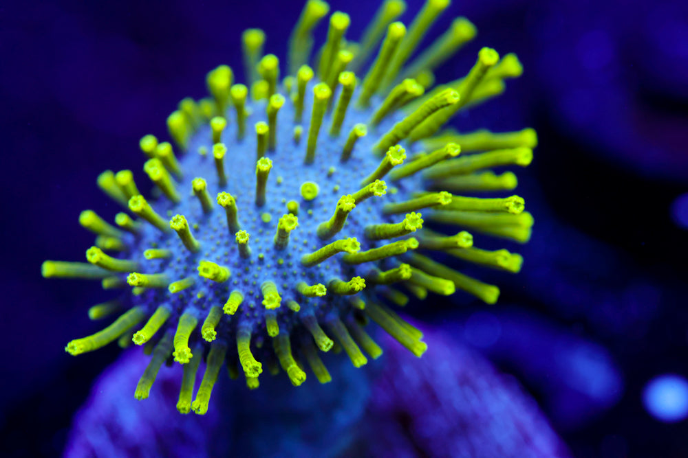 Japanese Neon Toadstool