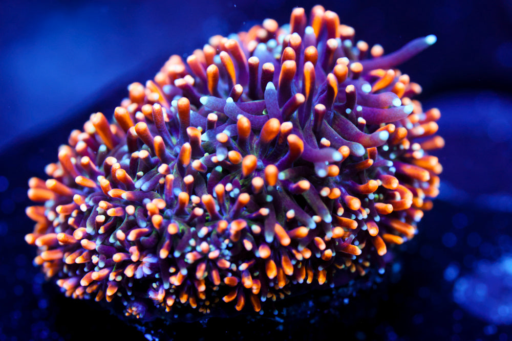 Ultra Gold Galaxea 1