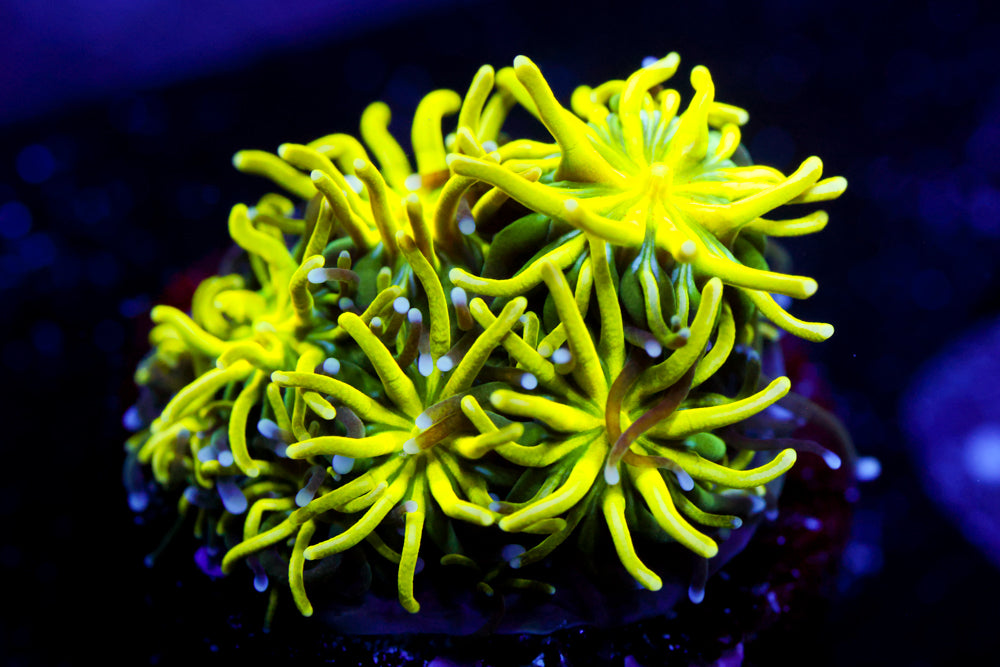 Neon Galaxea