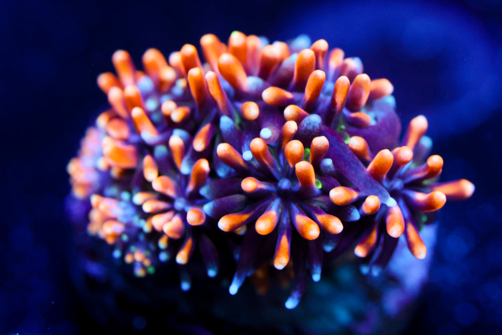 Ultra Gold Galaxea 2