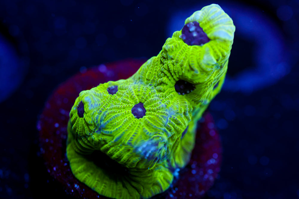 Purple Passion Favia