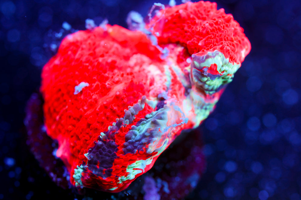 CV Warpaint Bowerbanki