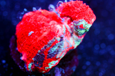 CV Warpaint Bowerbanki