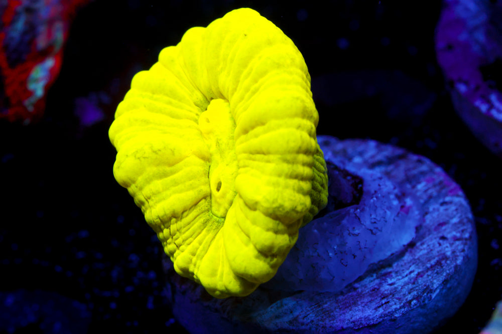 Neon Toadstool