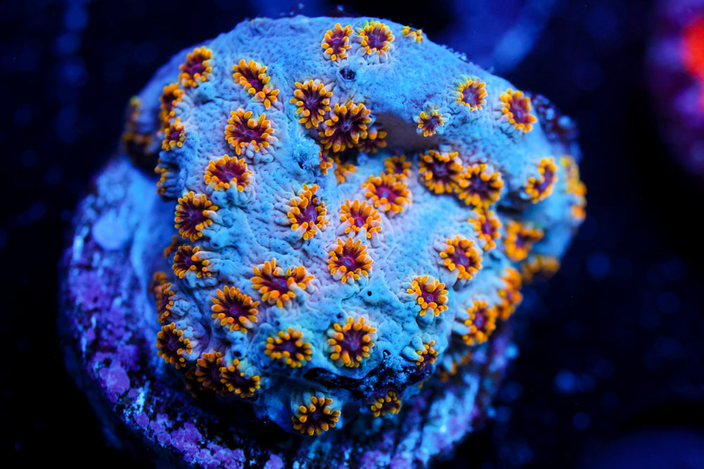 Starburst Cyphastrea