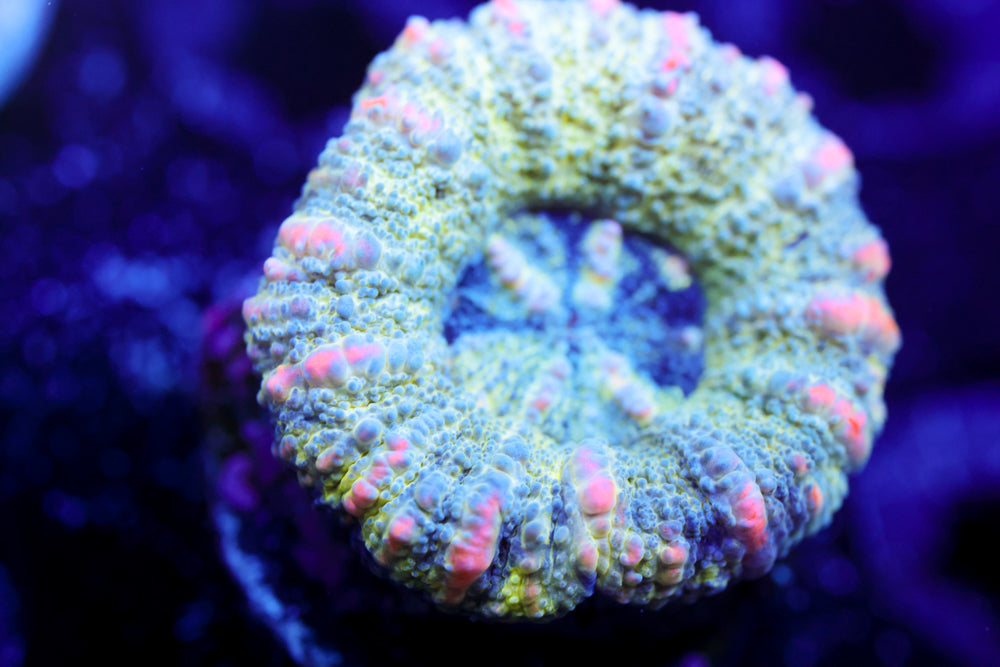 Hello Kitty Button Scoly