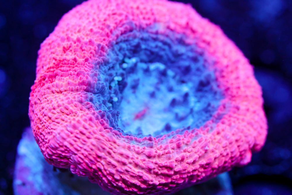 Pink Convict Bowerbanki