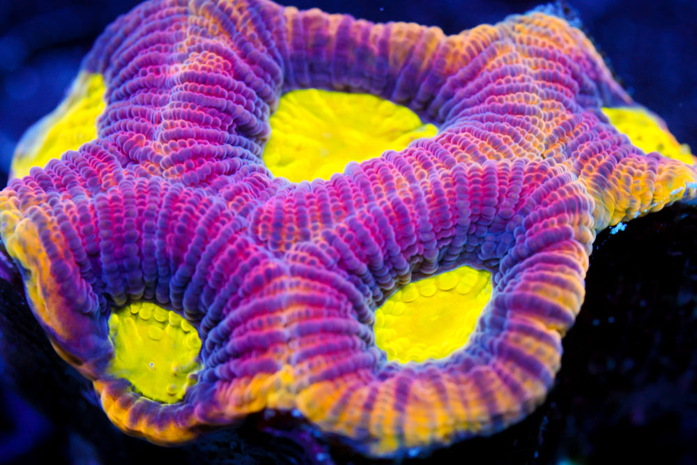 Dragon Soul Favia Mini Colony