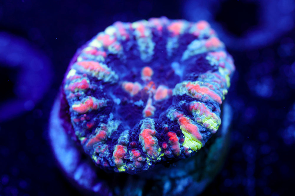 Cosmic Rainbow Button Scoly