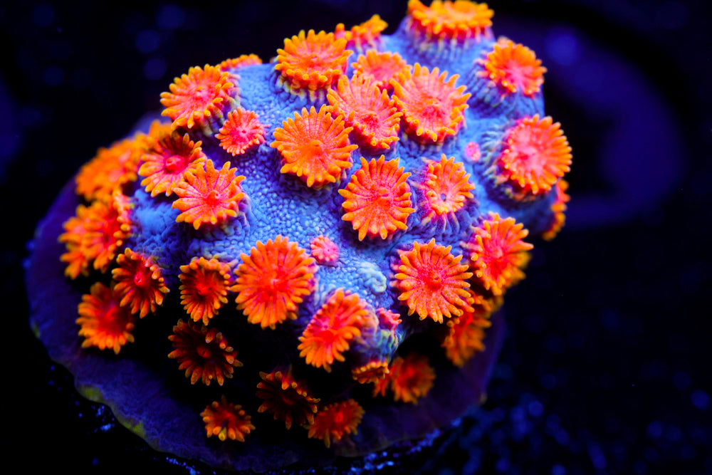 Bizarro Cyphastrea 2