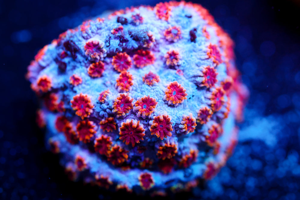 Skettles Bomb Cyphastrea