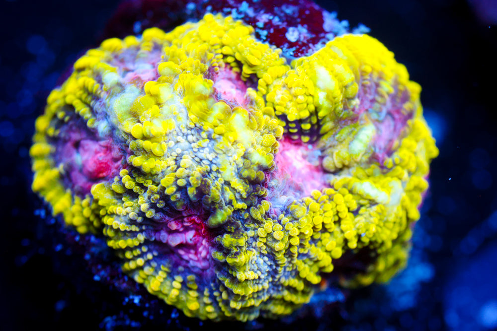 WWC Pinko De Gallo Favia 2