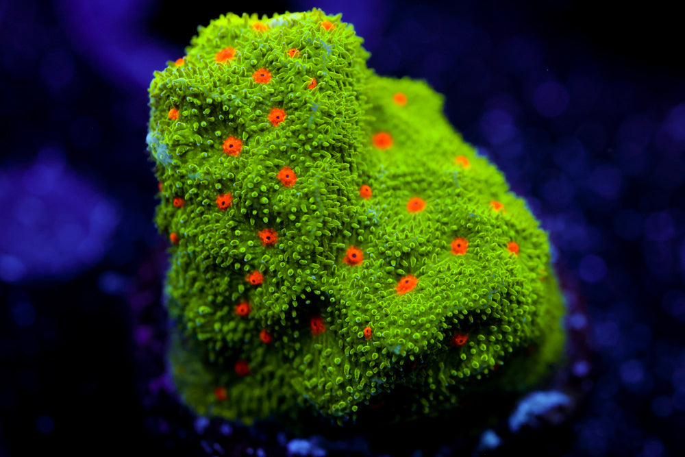 Harvest Moon Psammocora Coral