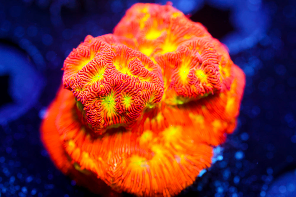 JF Jack O'Lantern Lepto