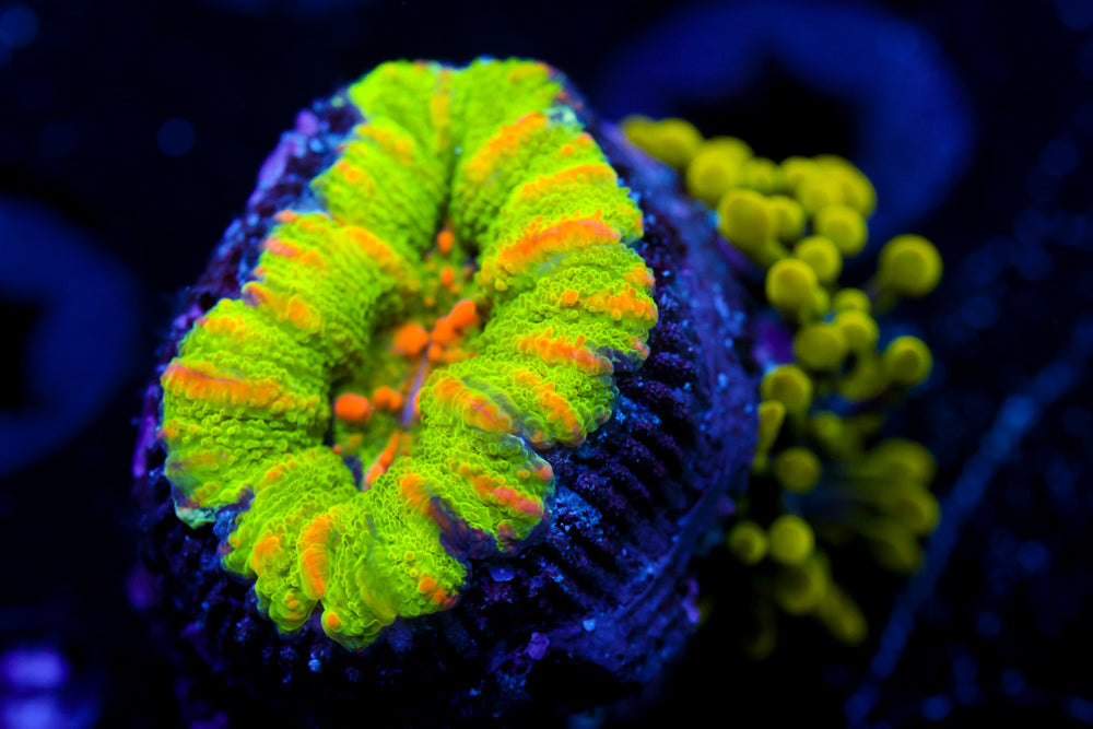 Toxic Button Scoly + Hairy Mushroom