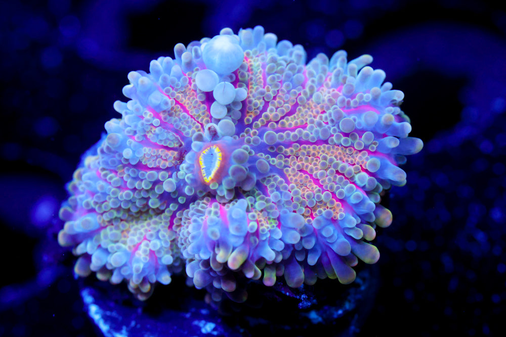 Rainbow Ricordea Mushroom