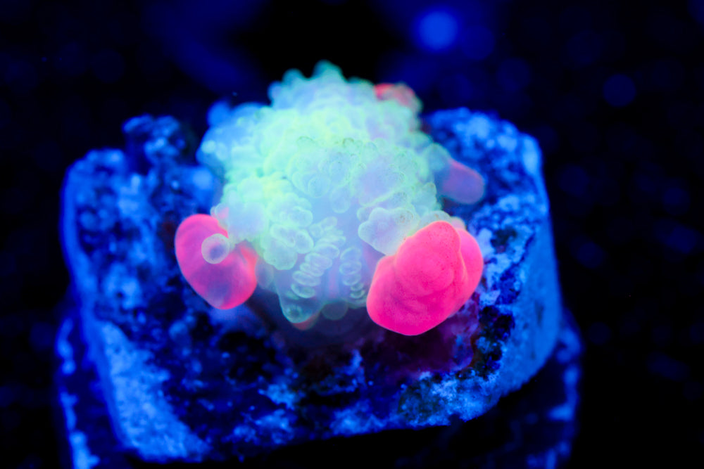 Mini Frankenstein Bounce Mushroom