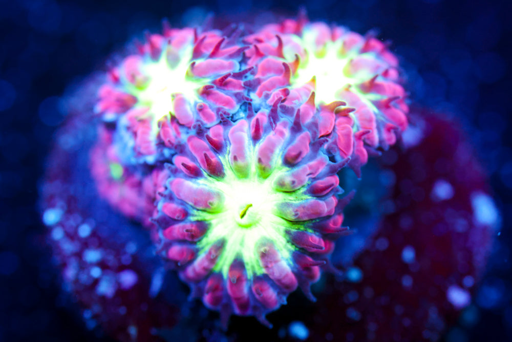 Pink & Green Blastomussa merletti