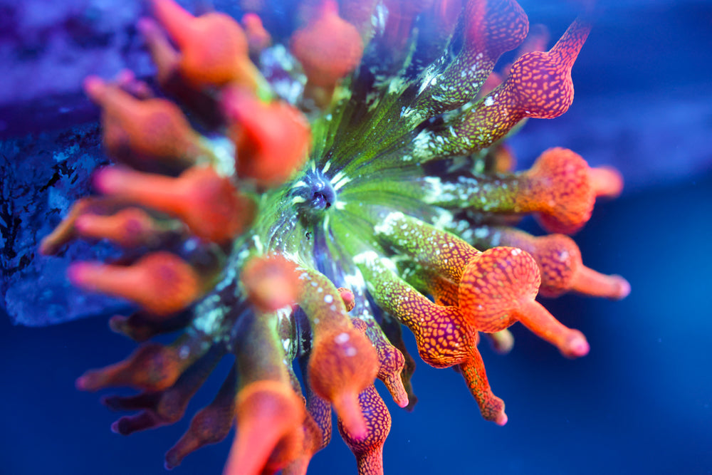 CV Acid Trip Rainbow Nem