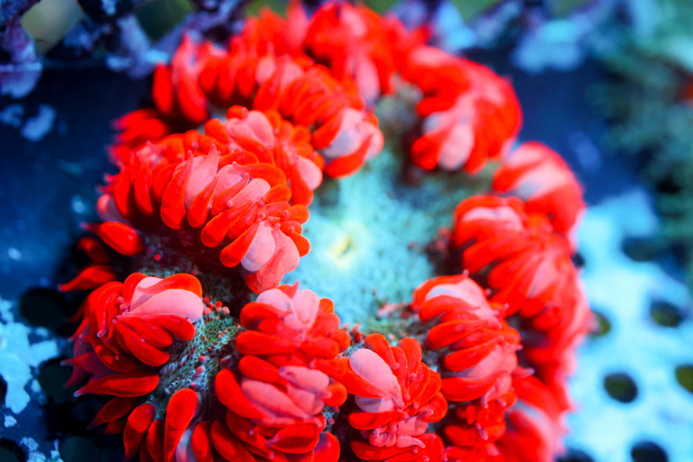 Red Rocks Flower Red Rock Flower Nem – Aqua-Vault