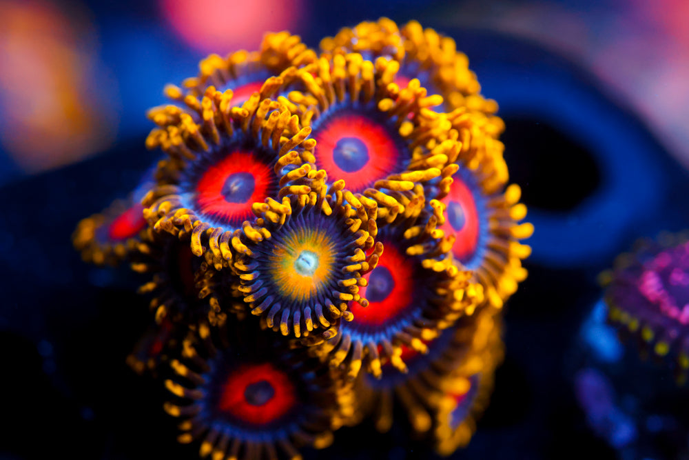 Eagle Eyes Zoa 1