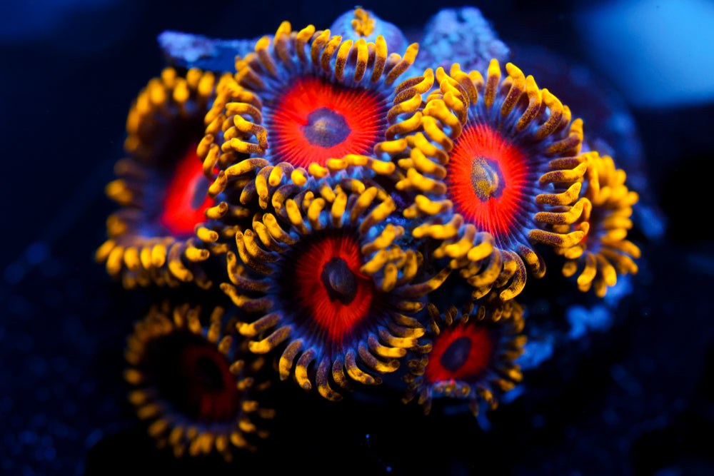 Eagle Eyes Zoa 2