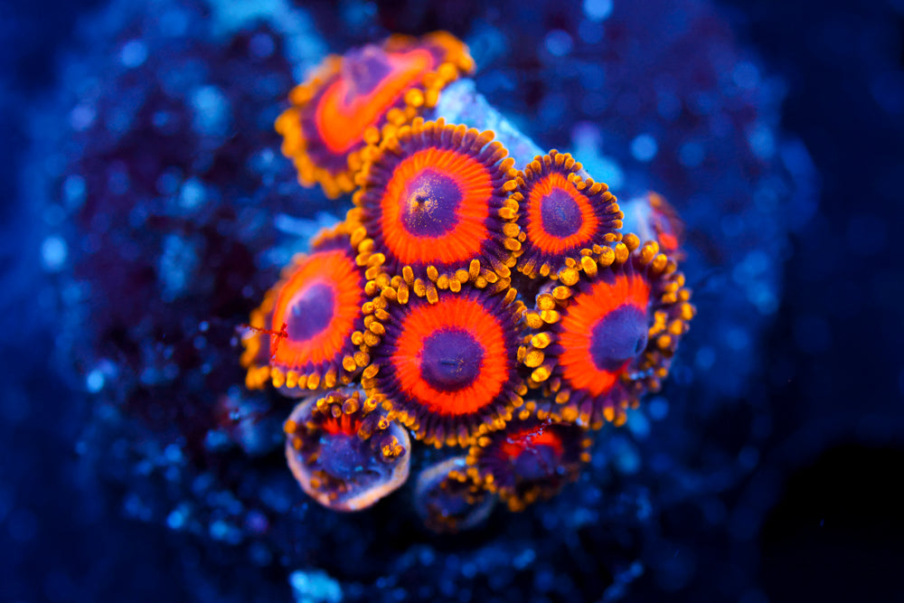 Fruit Loops Zoa