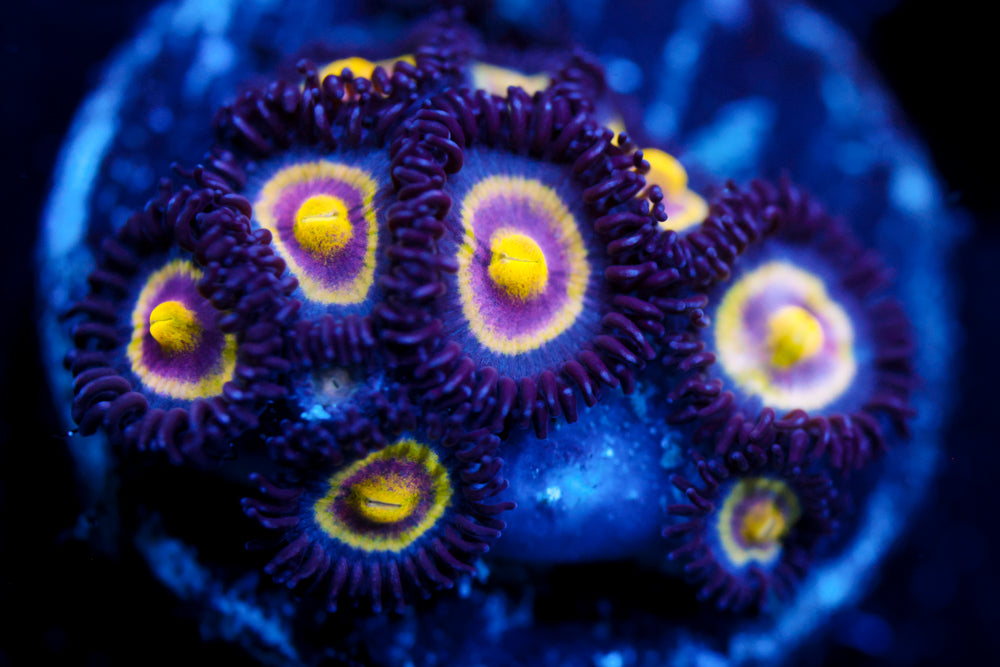 UC Shape Shifter Zoa (Collector)