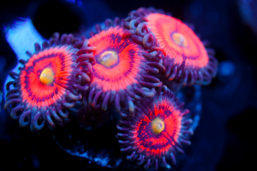 Gobstopper Zoa