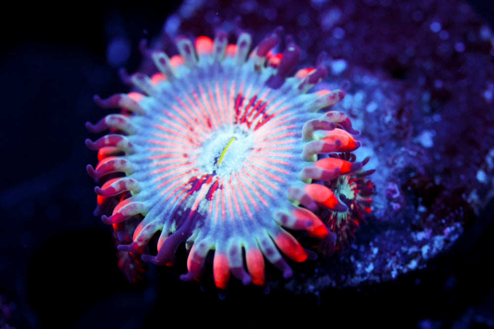 White Zombie Zoa 1
