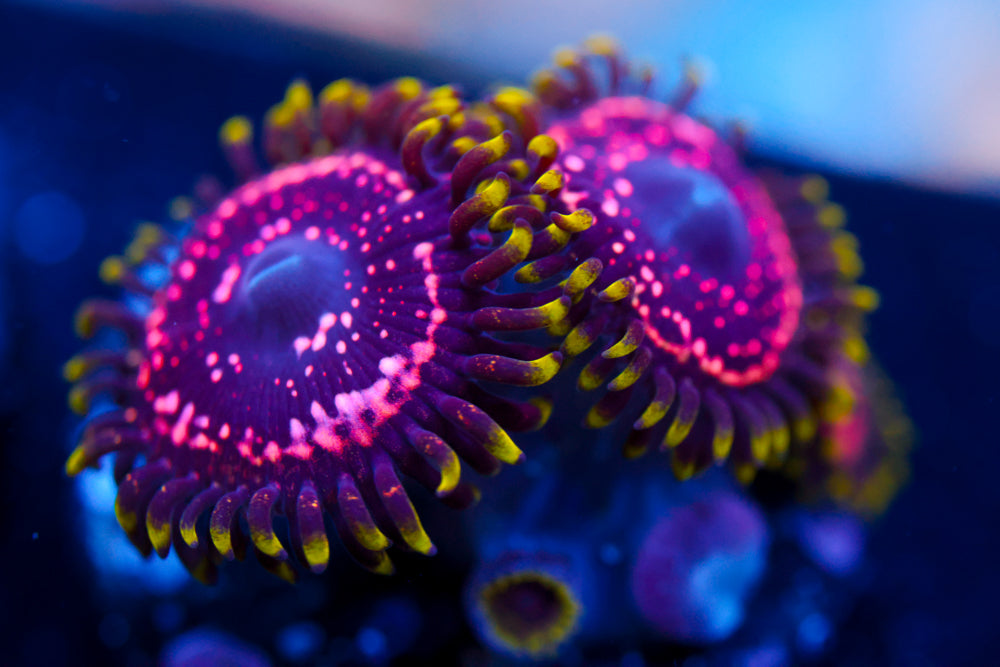 WWC Taser Zoa