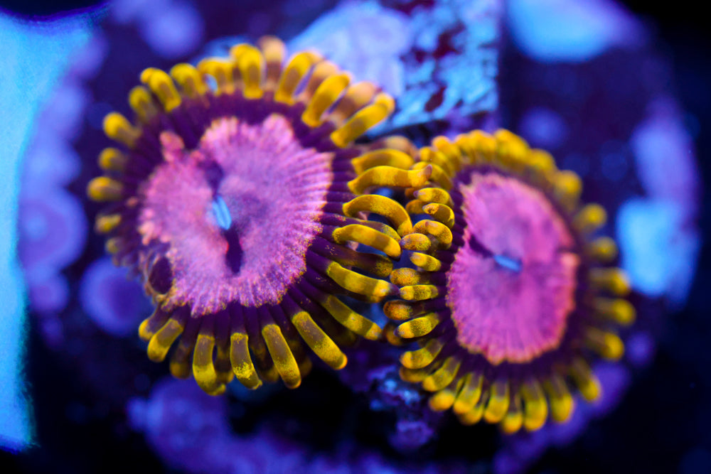 Purple Monster Zoa