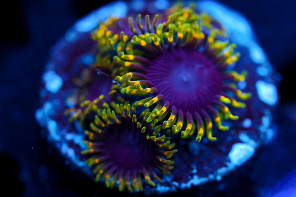 Joker Hornet Zoa