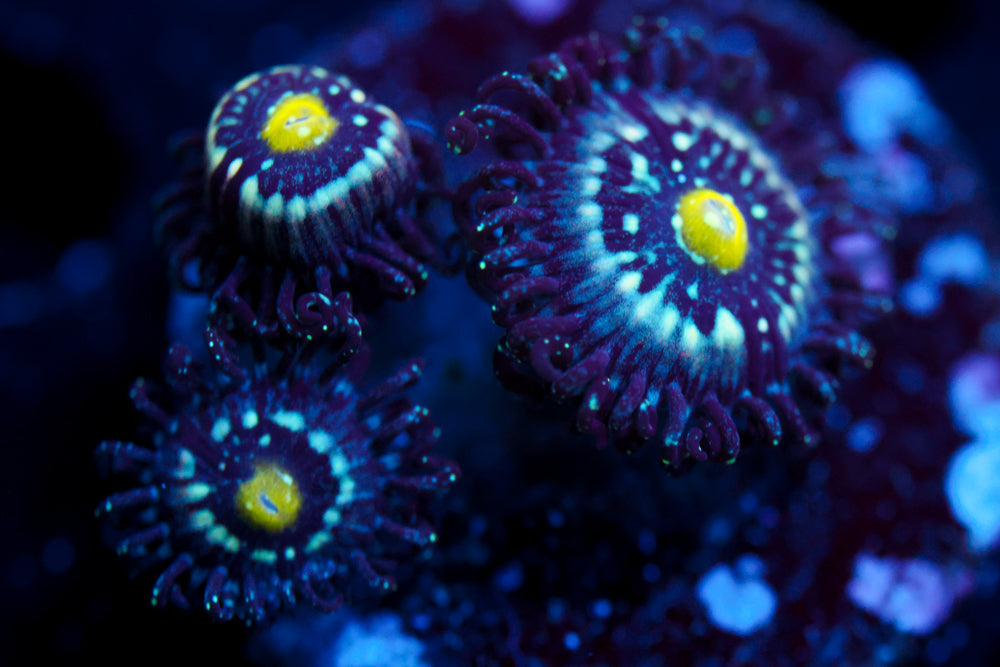 Blue Lagoon Zoa