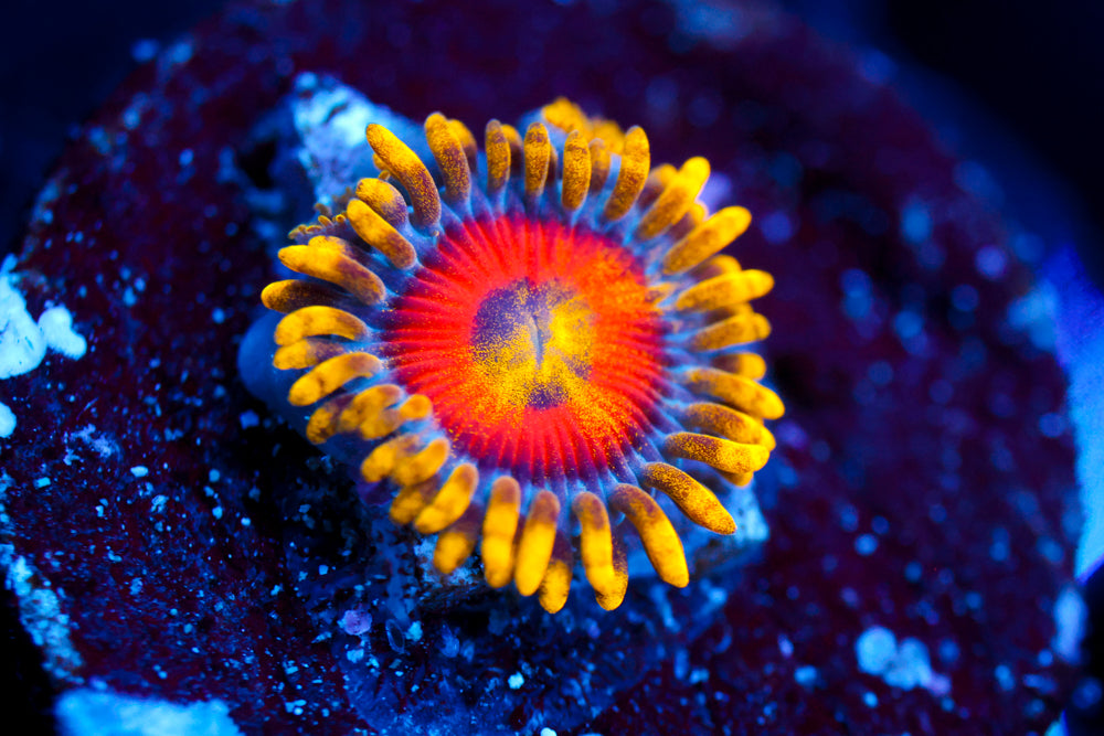 Splatter Eye Zoa