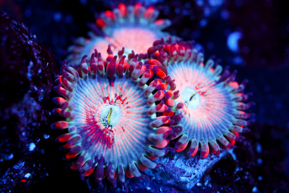 White Zombie Zoa 2