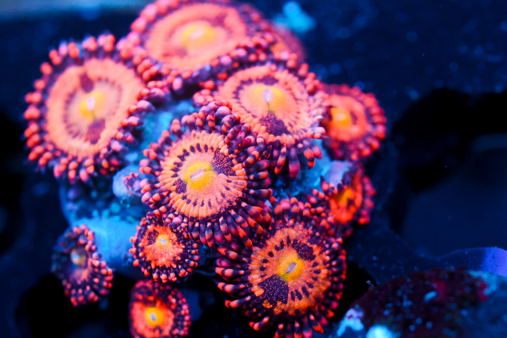 JF Crybaby Zoa