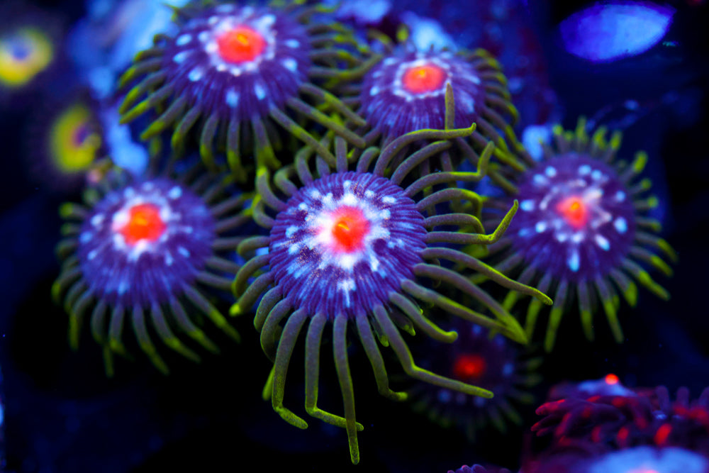 JF Stargazer Zoa