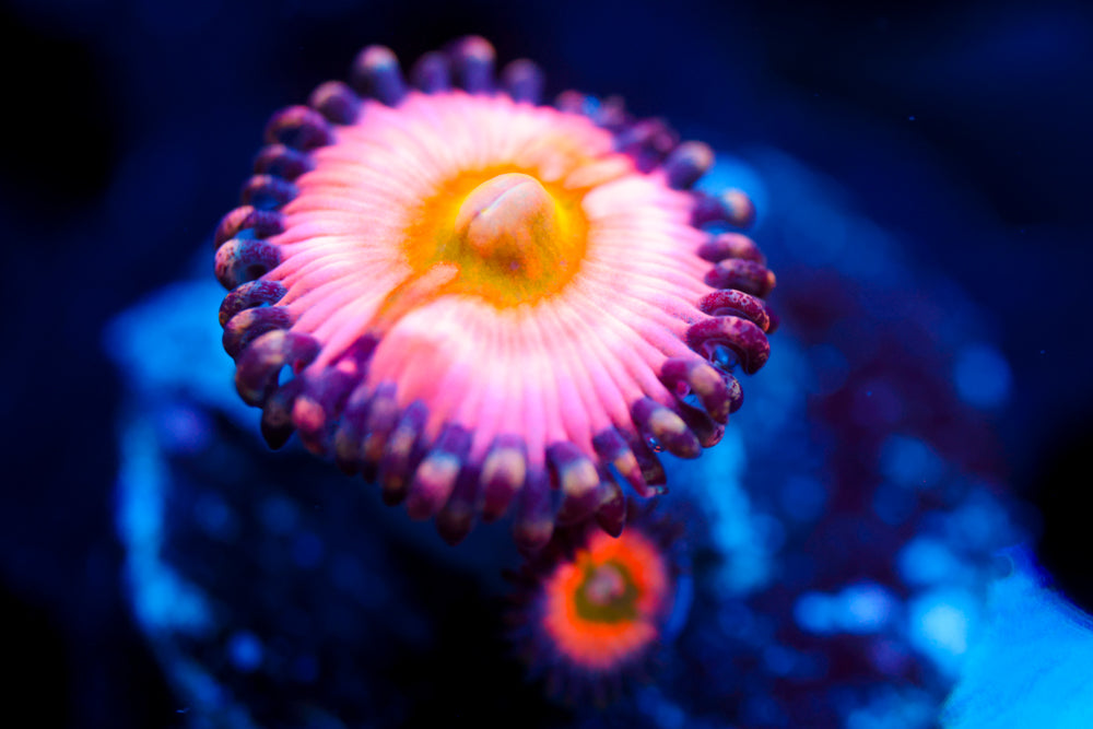 CB Infused Rainbow Zoa