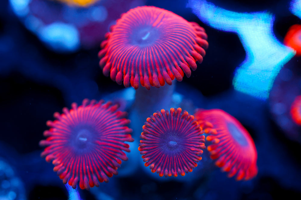Redds Zoa