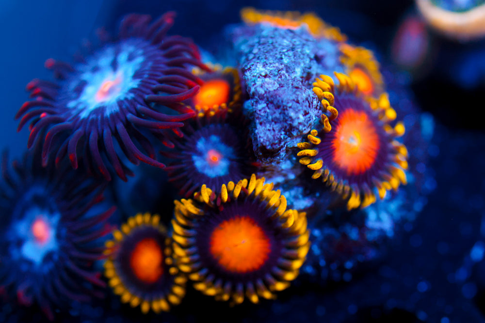 Mystique + Yellow Brick Road Zoa