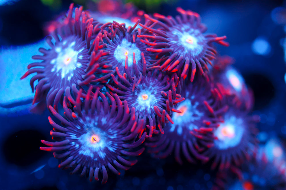 Mystique Zoa