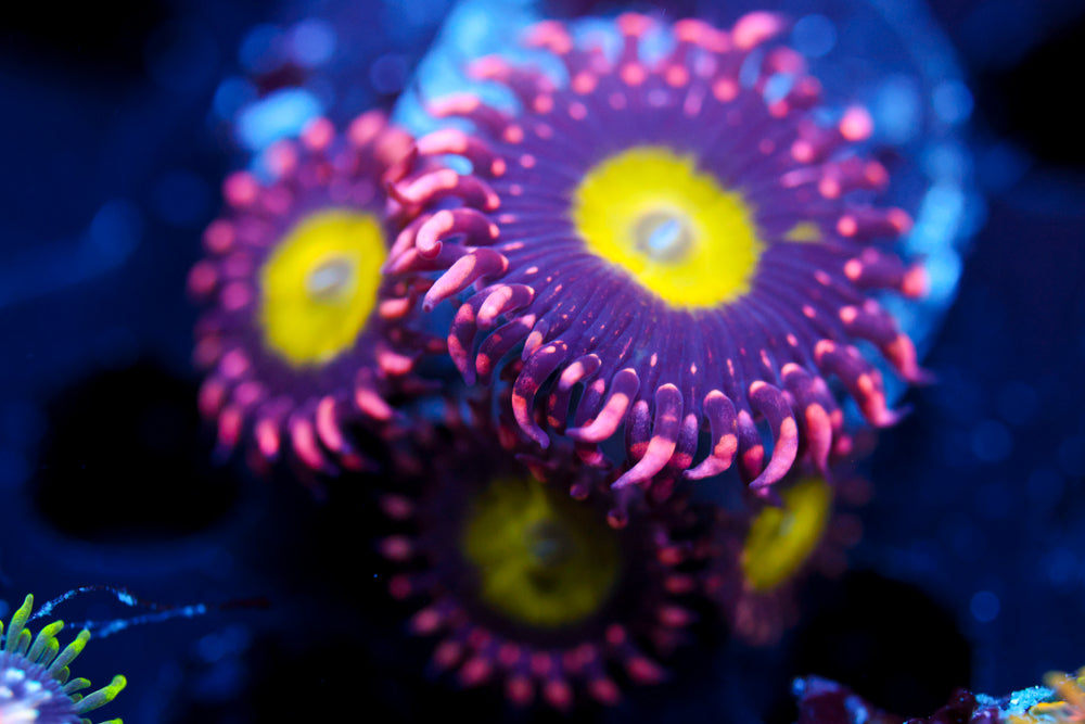 CB Omega Zoa