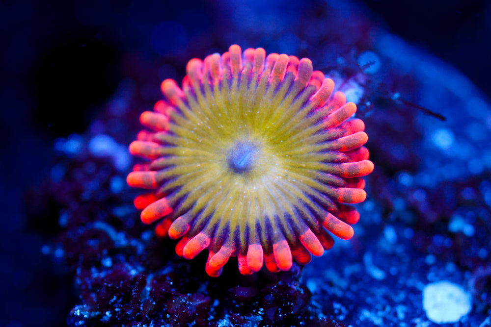 Electric Oompa Loompa Zoa 1