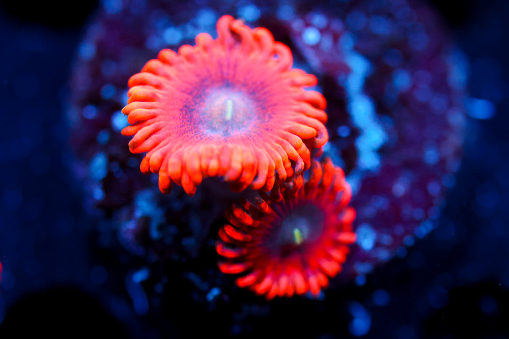 Lunar Eclipse Zoa 1