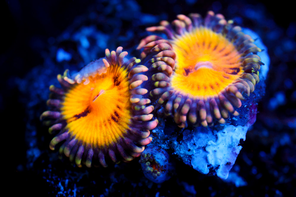 GB Butt Muncher Zoa 1